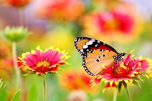 Beautiful Butterfly in Flower Garden